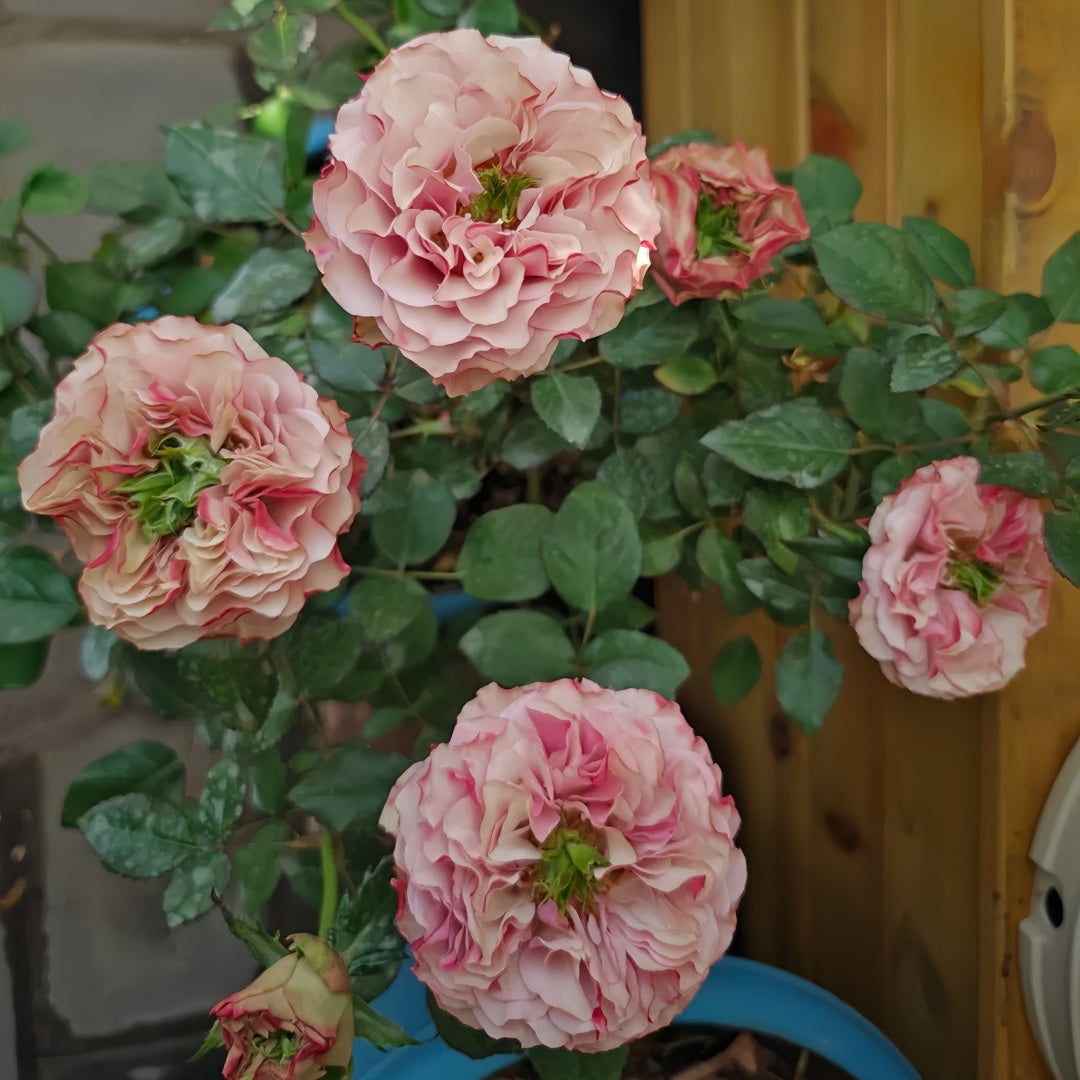 Bourbon Street Rose