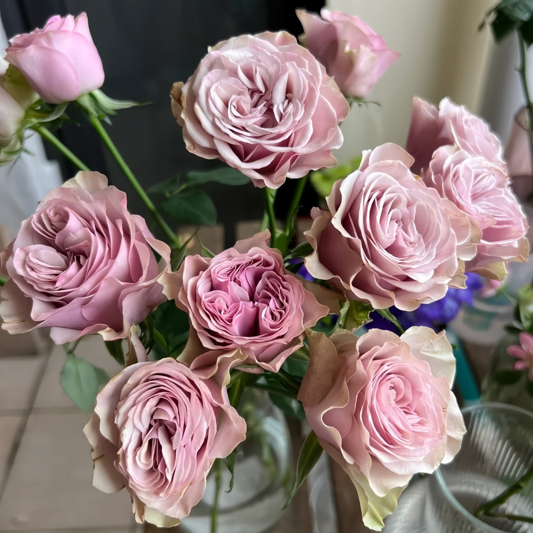 BOURBON STREET ローズ　大苗 Bourbon Street Rose-波本街｜Netherlands Cut Rose – Ergongzy