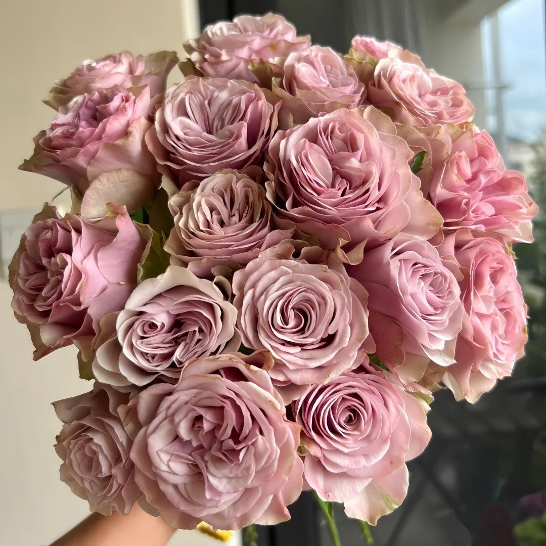 Bourbon Street Rose