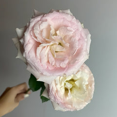 Bridal lace Rose