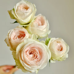 Bridal lace Rose