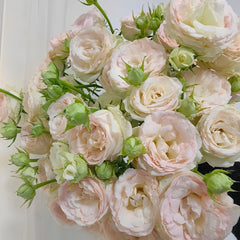 Bridal lace Rose