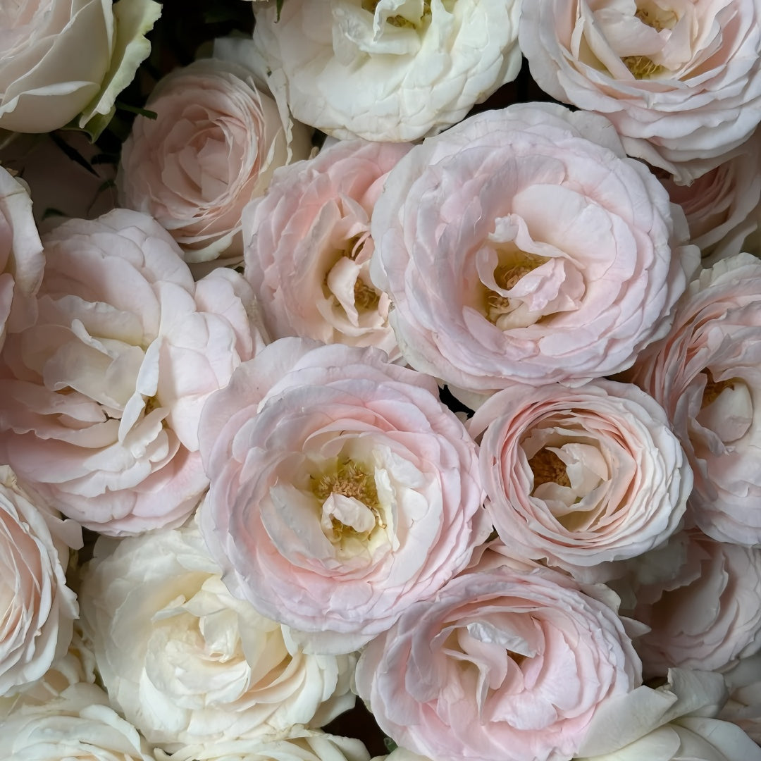 Bridal lace Rose