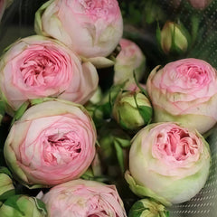 Bridal piano Rose