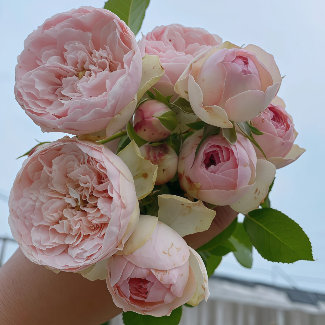 Bridal piano Rose