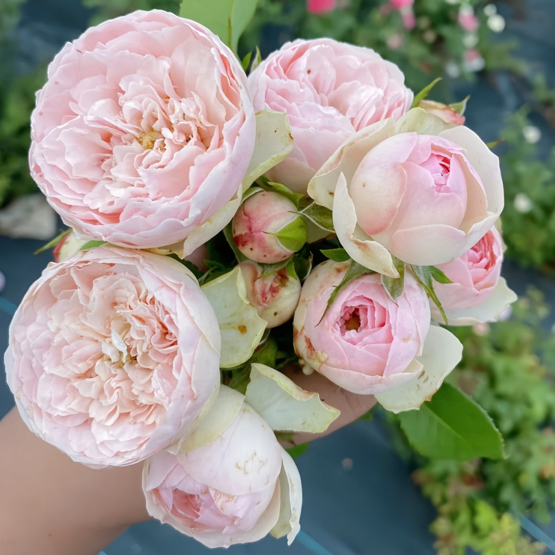 Bridal piano Rose
