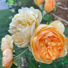 Bring Me Sunshine® Rose