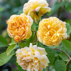 Bring Me Sunshine® Rose