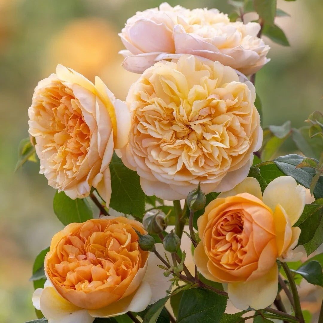 Bring Me Sunshine® Rose