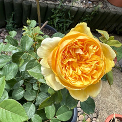 Bring Me Sunshine® Rose