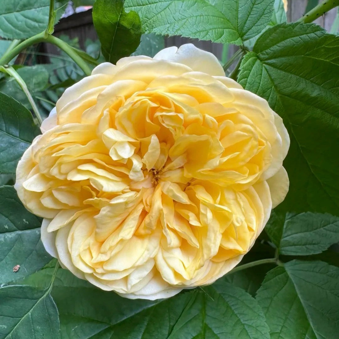 Bring Me Sunshine® Rose