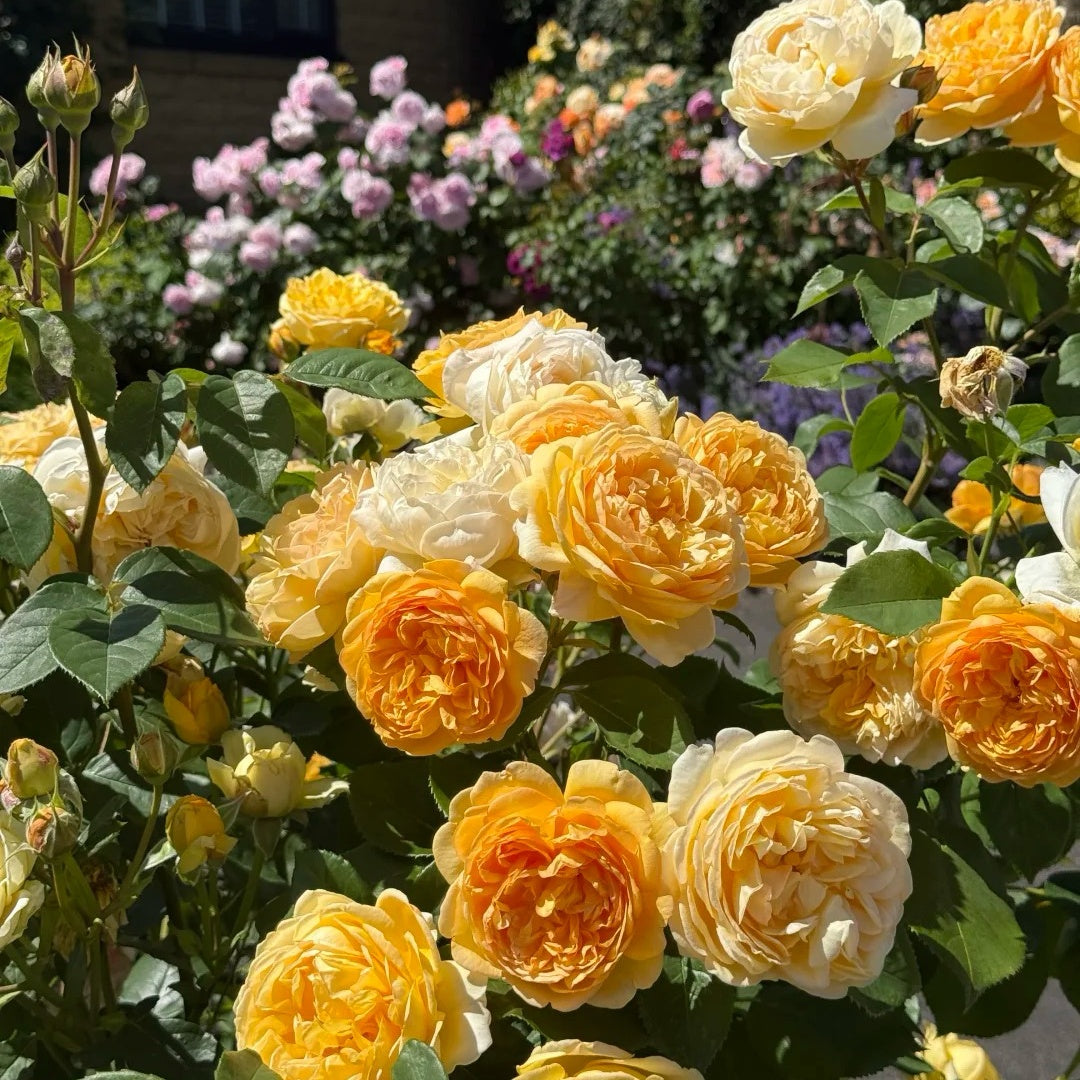 Bring Me Sunshine® Rose