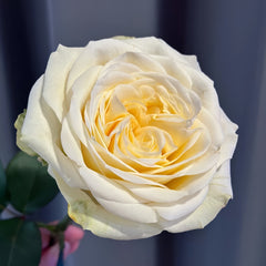 Butter Cup Rose