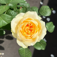Butter Cup Rose