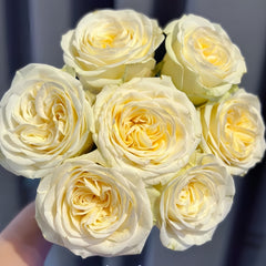 Butter Cup Rose