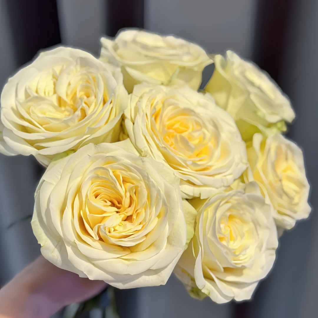Butter Cup Rose