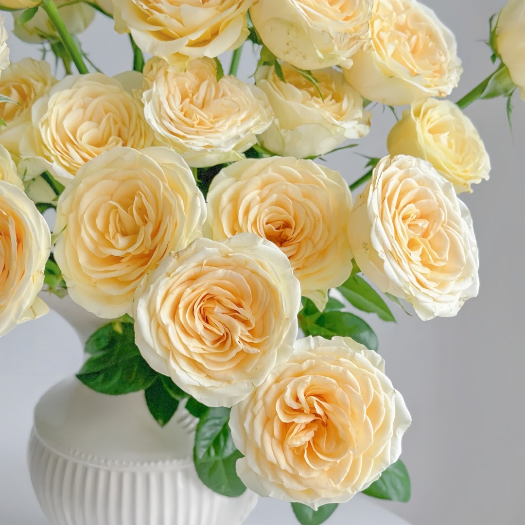 Butter Cup Rose