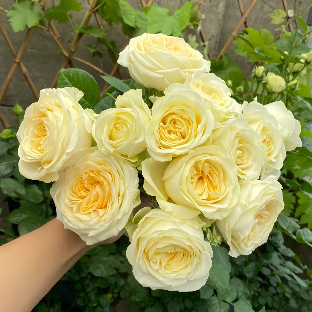 Butter Cup Rose