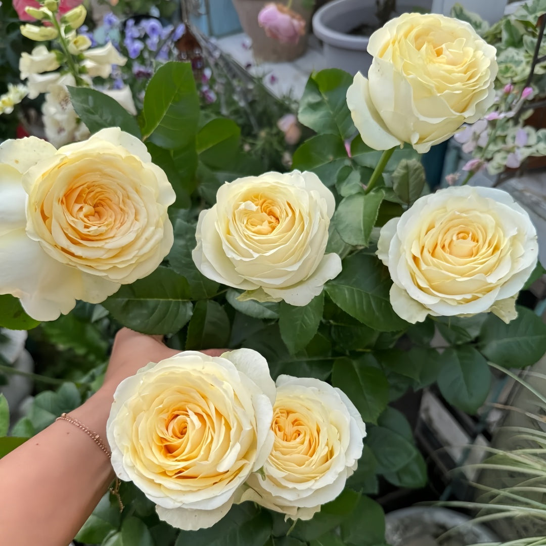 Butter Cup Rose