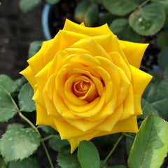 Butter Scotch Rose