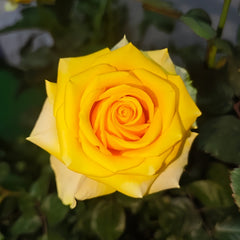 Butter Scotch Rose