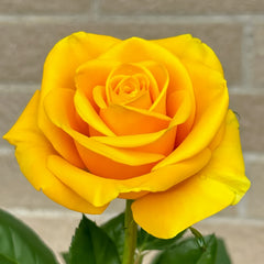 Butter Scotch Rose
