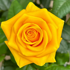 Butter Scotch Rose
