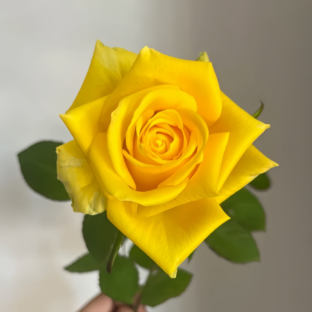 Butter Scotch Rose