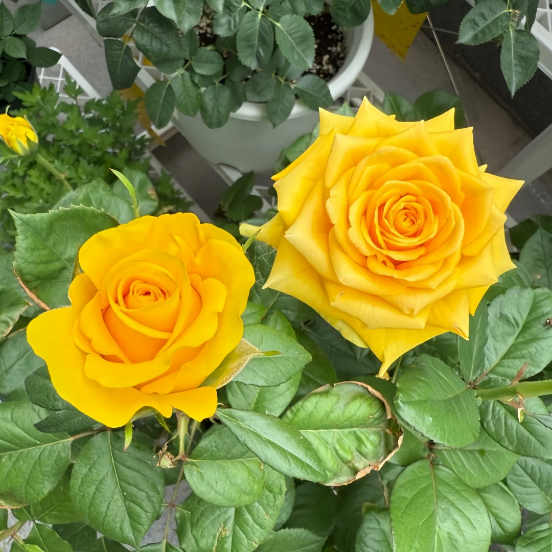 Butter Scotch Rose