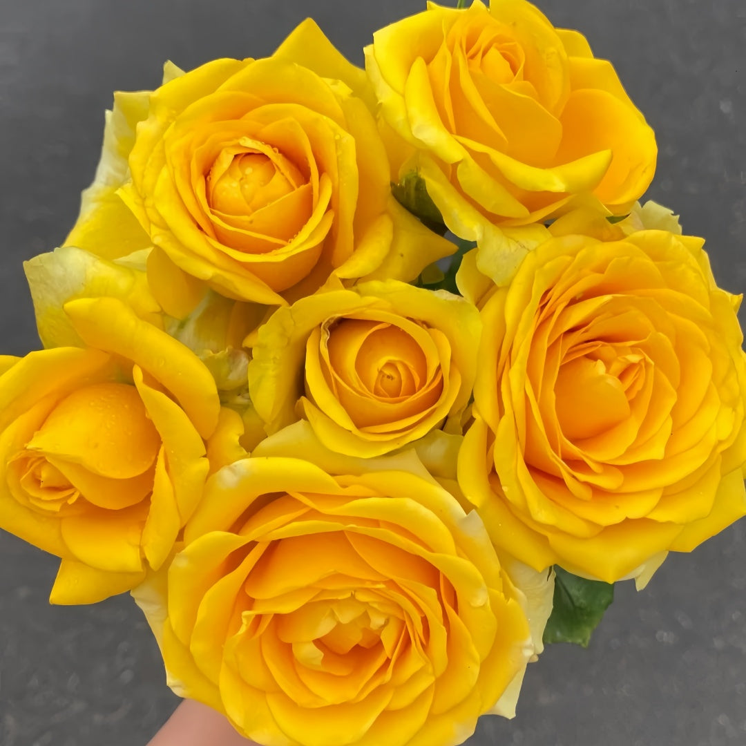 Butter Scotch Rose