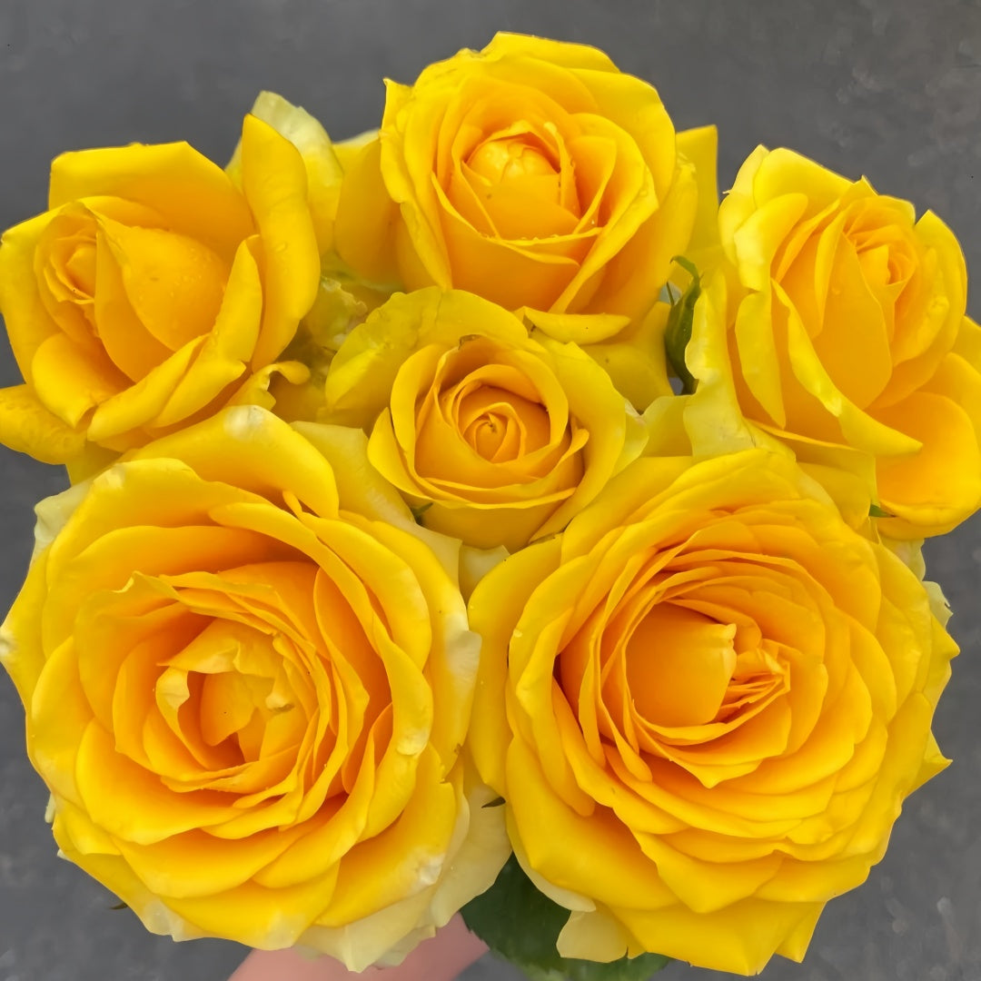Butter Scotch Rose