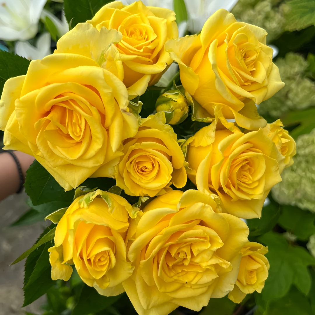 Butter Scotch Rose