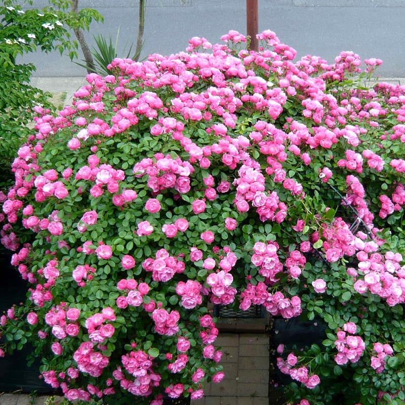 Angelica/Angela Rose-安吉拉｜ Germany Climbing Rose
