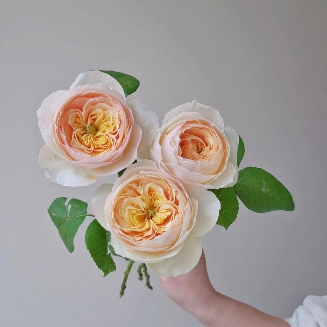 Cut Rose 1m