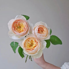 Cut Rose 1m