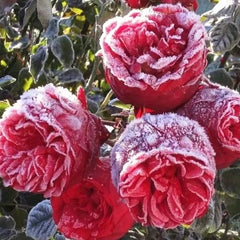 RED Piano Rose-红钢琴｜Germany Shrub Rose