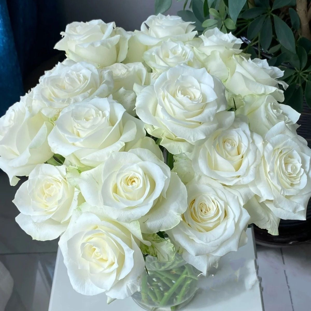 Proud Rose-骄傲｜France Cut Rose