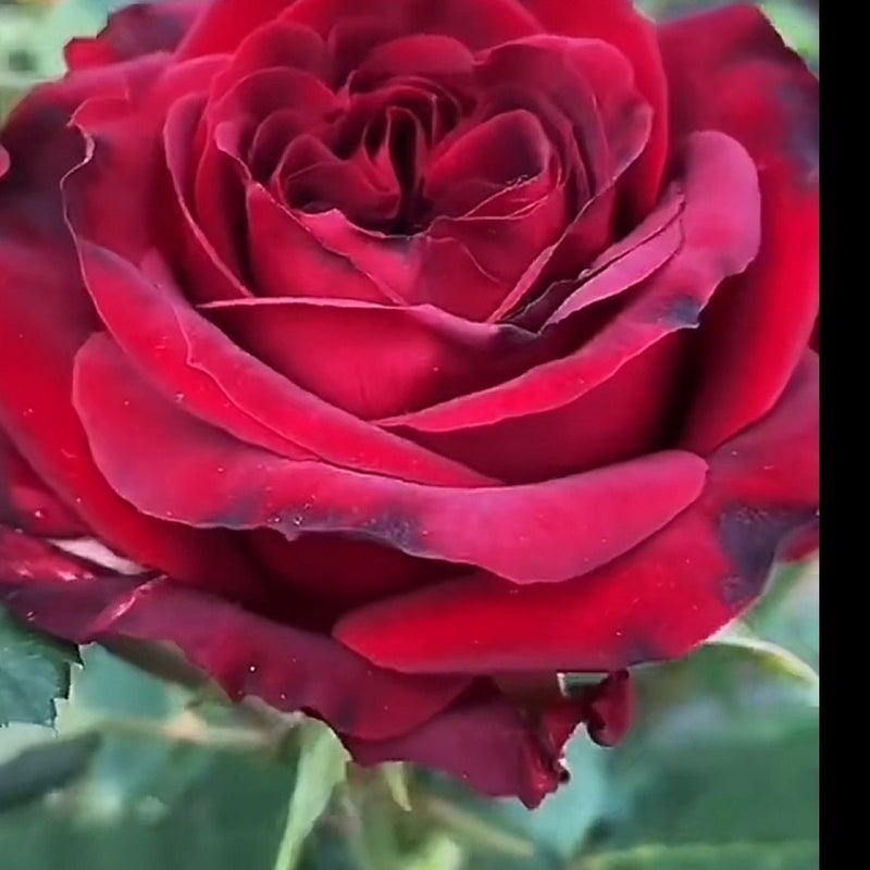 Mayra 's Rose Red 红色梅拉