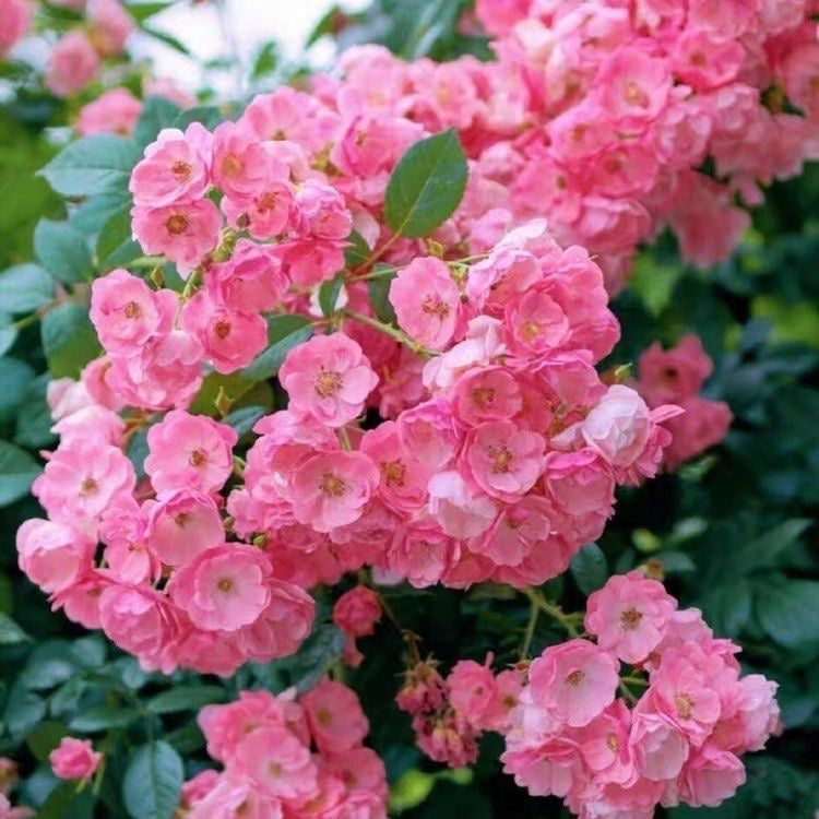 Angelica/Angela Rose-安吉拉｜ Germany Climbing Rose