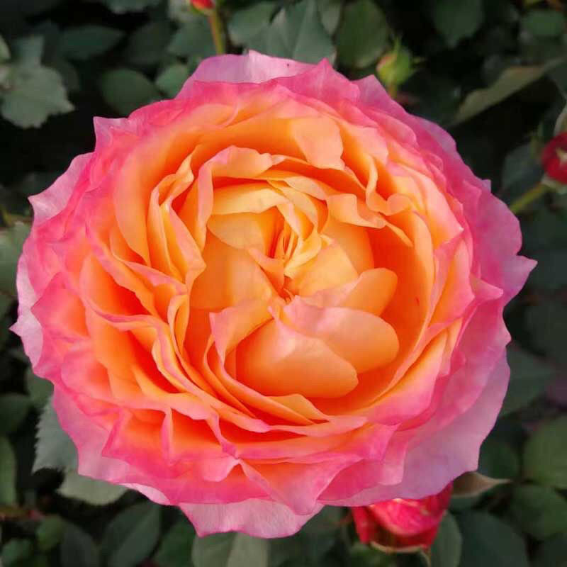 Fire X-pression Rose-大花美人｜Chinese shrub Rose