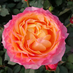Fire X-pression Rose-大花美人｜Chinese shrub Rose