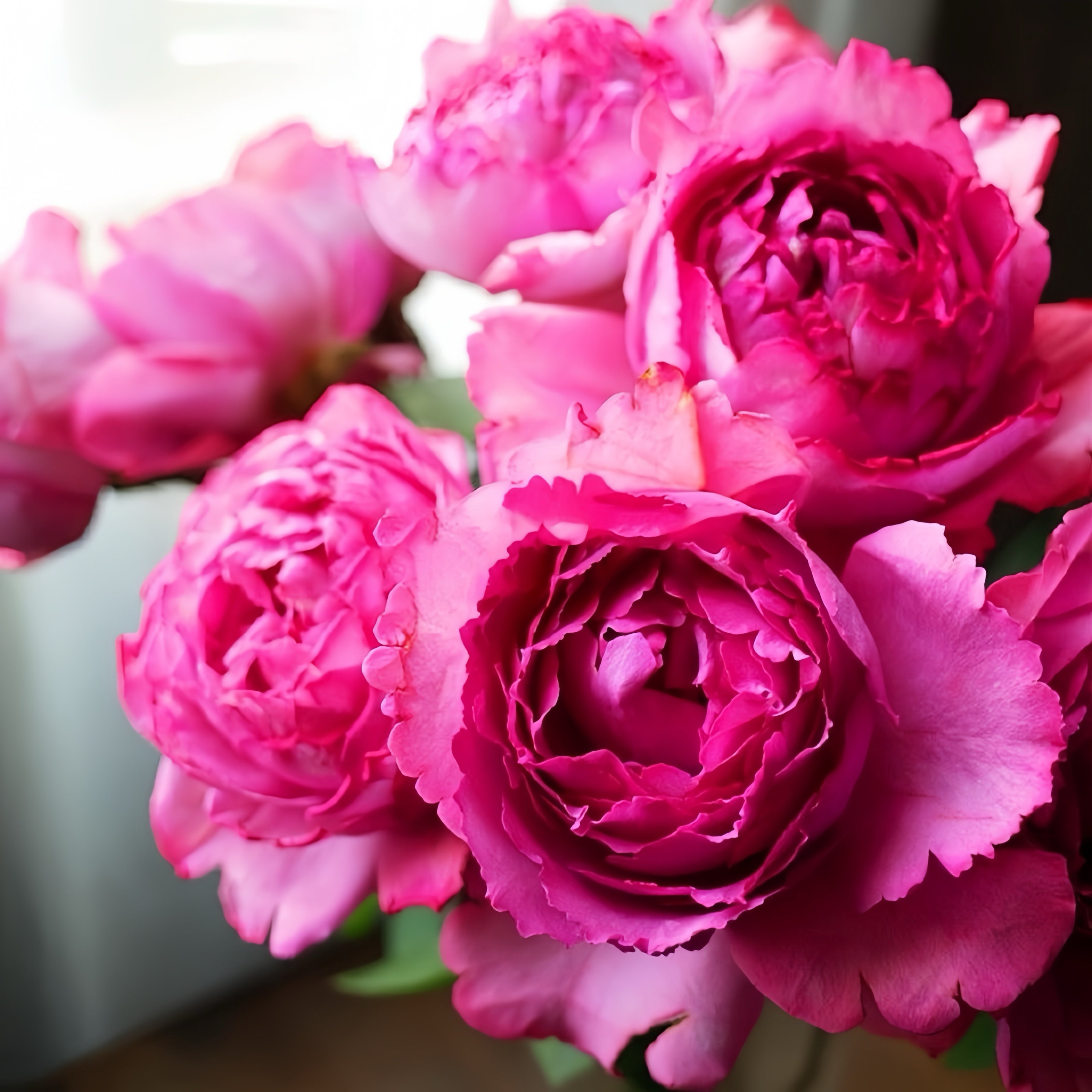 Angora Rose Corsage by Mary Magdalene