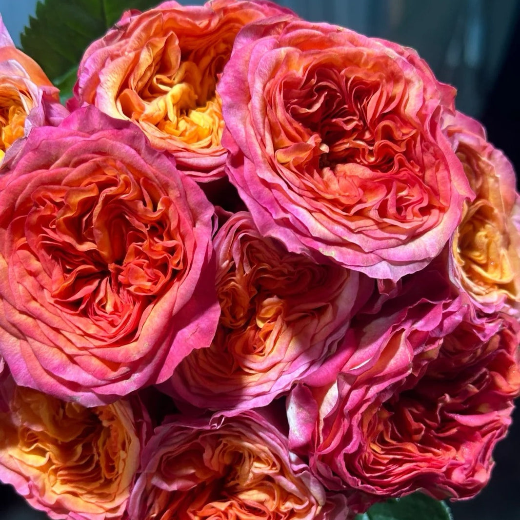 Cut Roses – Page 3 – Ergongzy Roses