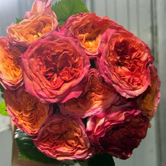 Campari Rose