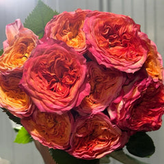 Campari Rose