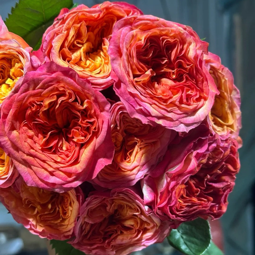 Campari Rose