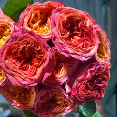 Campari Rose