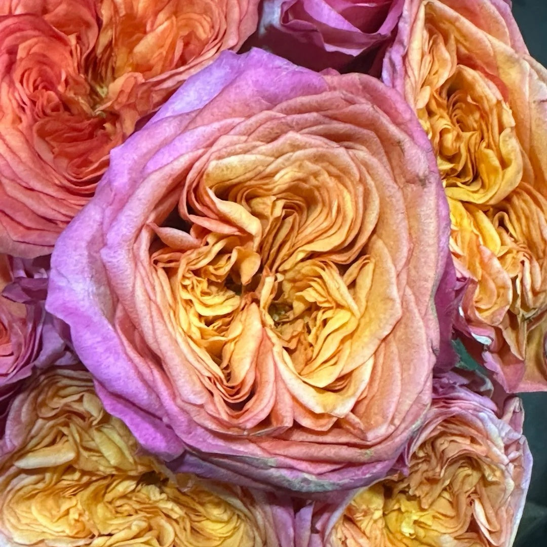 Campari Rose