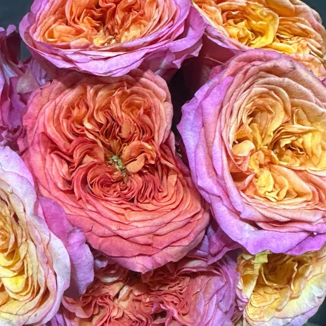 Campari Rose
