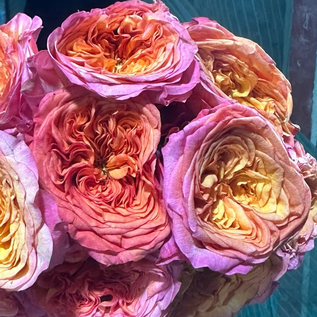 Campari Rose